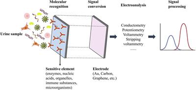 Analysis of urine cell-free DNA in bladder cancer diagnosis by emerging bioactive technologies and materials